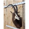 Image 3 : African Sable Antelope Shoulder Mount Taxidermy