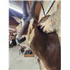Image 5 : African Sable Antelope Shoulder Mount Taxidermy