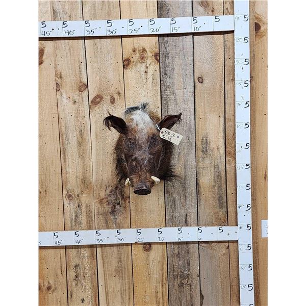 African Bush Pig Shoulder Mount Taxidermy