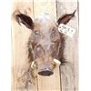Image 2 : African Bush Pig Shoulder Mount Taxidermy