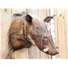 Image 3 : African Bush Pig Shoulder Mount Taxidermy