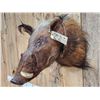Image 4 : African Bush Pig Shoulder Mount Taxidermy