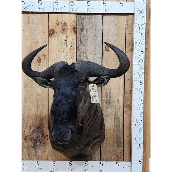 African Blue Wildebeest Shoulder Mount Taxidermy