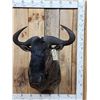 Image 1 : African Blue Wildebeest Shoulder Mount Taxidermy