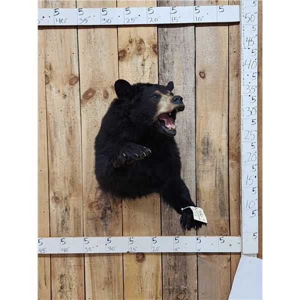 Black Bear Half Body Taxidermy Mount