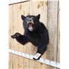 Image 2 : Black Bear Half Body Taxidermy Mount