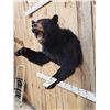 Image 3 : Black Bear Half Body Taxidermy Mount