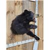 Image 4 : Black Bear Half Body Taxidermy Mount