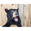 Image 5 : Black Bear Half Body Taxidermy Mount