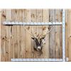 Image 1 : Nice Caribou Shoulder Mount Taxidermy