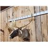 Image 3 : Nice Caribou Shoulder Mount Taxidermy