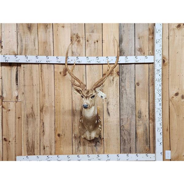 Axis Deer Shoulder Mount Taxidermy