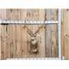 Image 1 : Axis Deer Shoulder Mount Taxidermy