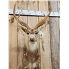 Image 2 : Axis Deer Shoulder Mount Taxidermy