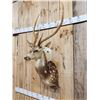 Image 3 : Axis Deer Shoulder Mount Taxidermy