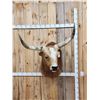 Image 1 : Mexican Fighting Bull Shoulder Mount Taxidermy