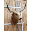 Image 2 : Mexican Fighting Bull Shoulder Mount Taxidermy
