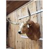 Image 3 : Mexican Fighting Bull Shoulder Mount Taxidermy