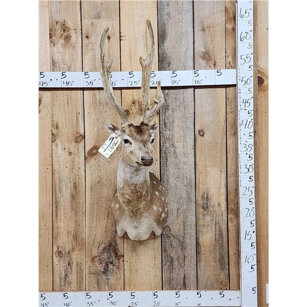 Axis Deer In Velvet Shoulder Mount Taxidermy
