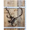 Image 1 : Caribou In Velvet Shoulder Mount Taxidermy