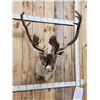 Image 2 : Caribou In Velvet Shoulder Mount Taxidermy