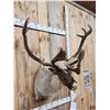 Image 3 : Caribou In Velvet Shoulder Mount Taxidermy