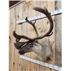 Image 4 : Caribou In Velvet Shoulder Mount Taxidermy