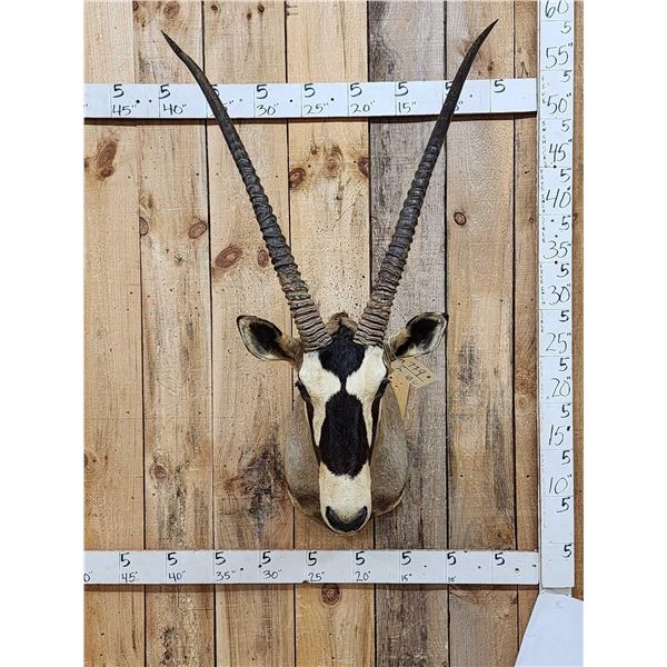 African Gemsbok Shoulder Mount Taxidermy