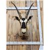 Image 2 : African Gemsbok Shoulder Mount Taxidermy