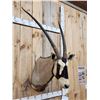Image 3 : African Gemsbok Shoulder Mount Taxidermy