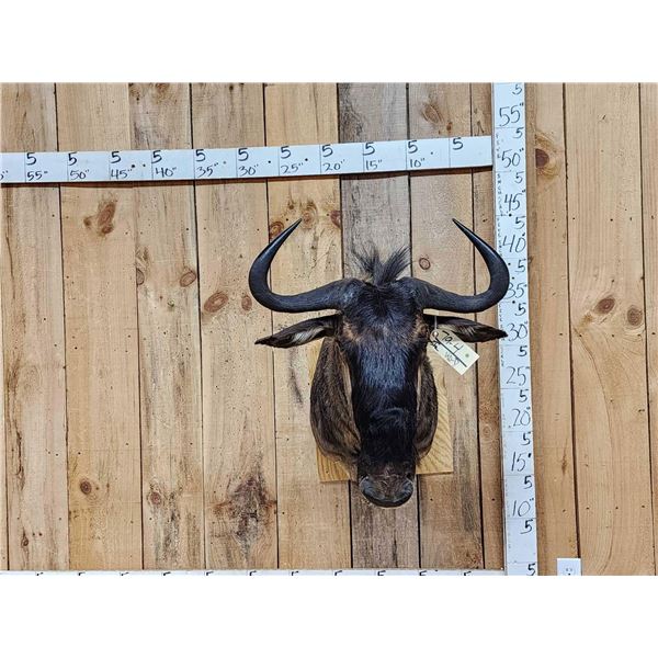 African Blue Wildebeest Shoulder Mount Taxidermy