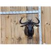 Image 1 : African Blue Wildebeest Shoulder Mount Taxidermy