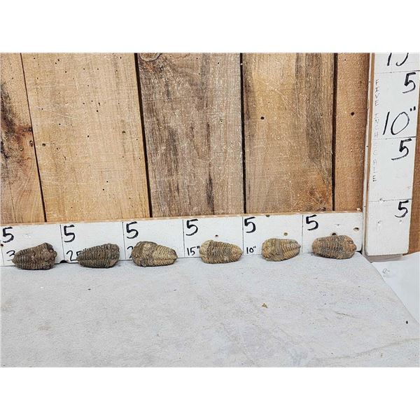 6 Prehistoric Fossilized Trilobites