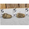 Image 3 : 6 Prehistoric Fossilized Trilobites