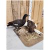 Image 3 : Pair Of African Paradise Shelducks Bird Taxidermy