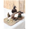 Image 4 : Pair Of African Paradise Shelducks Bird Taxidermy