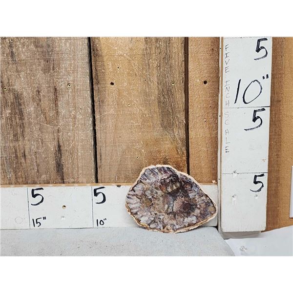 Beautiful 1.5 Lbs Petrified Wood Mineral Specimen