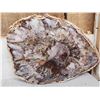 Image 4 : Beautiful 1.5 Lbs Petrified Wood Mineral Specimen