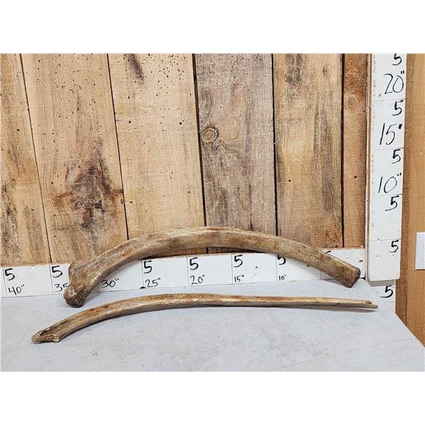 2 Ancient Woolly Mammoth Rib Bones Partially Fossilized Fossil