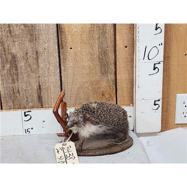 Hedgehog Full Body Taxidermy Mount