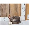 Image 1 : Hedgehog Full Body Taxidermy Mount