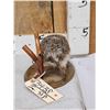 Image 2 : Hedgehog Full Body Taxidermy Mount