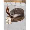 Image 3 : Hedgehog Full Body Taxidermy Mount