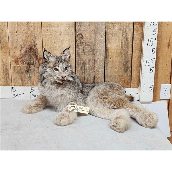 Alaskan Lynx Full Body Taxidermy Mount