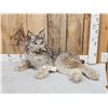 Image 1 : Alaskan Lynx Full Body Taxidermy Mount