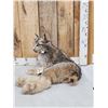 Image 2 : Alaskan Lynx Full Body Taxidermy Mount