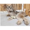 Image 3 : Alaskan Lynx Full Body Taxidermy Mount