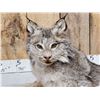 Image 4 : Alaskan Lynx Full Body Taxidermy Mount