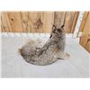 Image 5 : Alaskan Lynx Full Body Taxidermy Mount