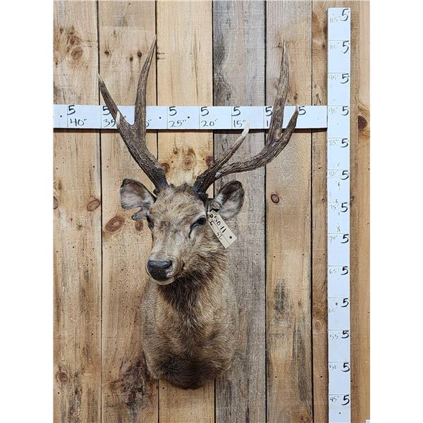 Rusa Deer Shoulder Mount Taxidermy